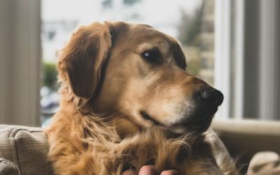 Pet Bereavement Leave – Should Employees be allowed Leave when a Pet Dies?